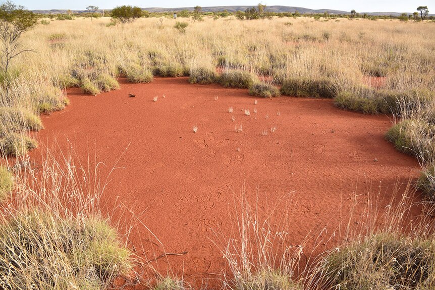 Rare 'fairy circles' discovered near Newman in Western Australia