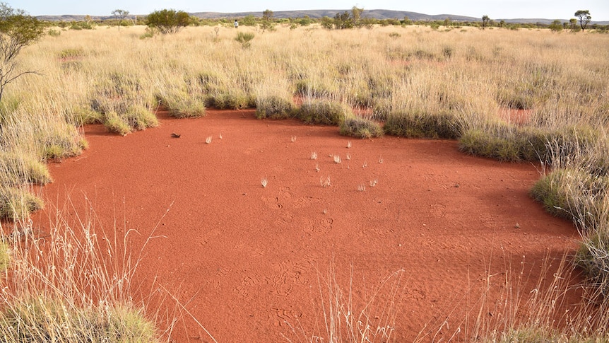 A fairy circle in the Western Australian outback