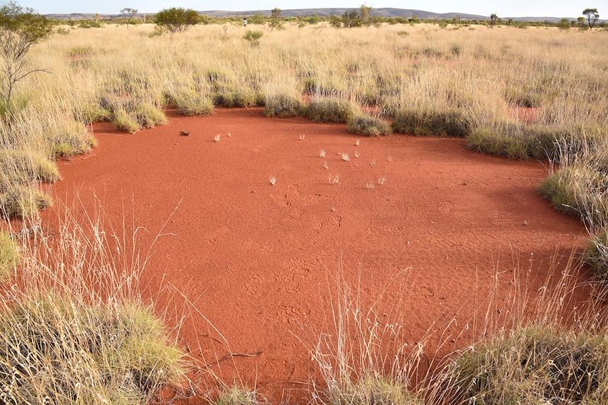 A fairy circle in the Western Australian outback