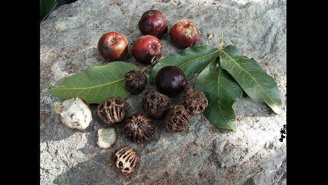 Nuts, fruits and leaves on rock