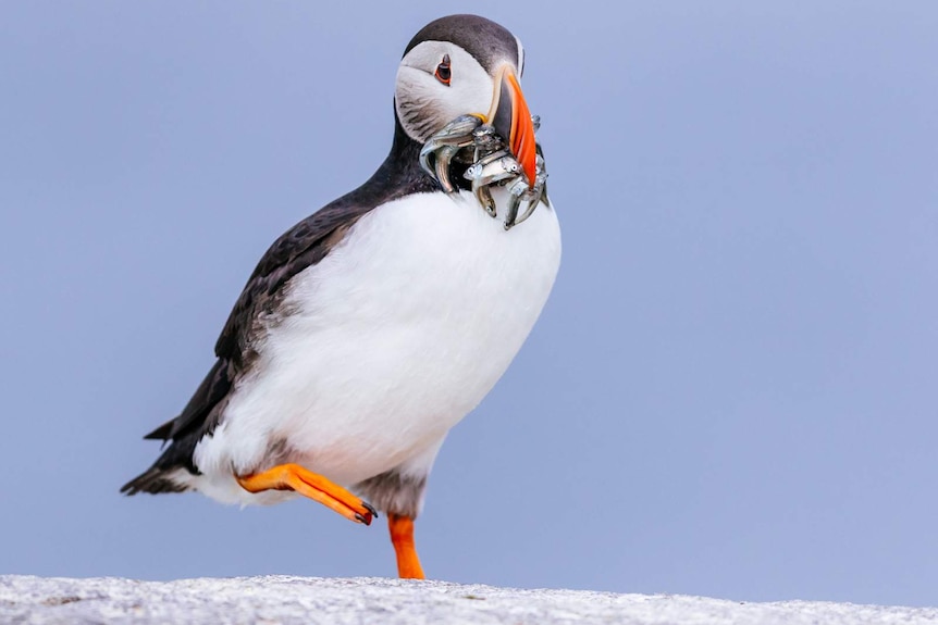 A puffin feeding on small fish