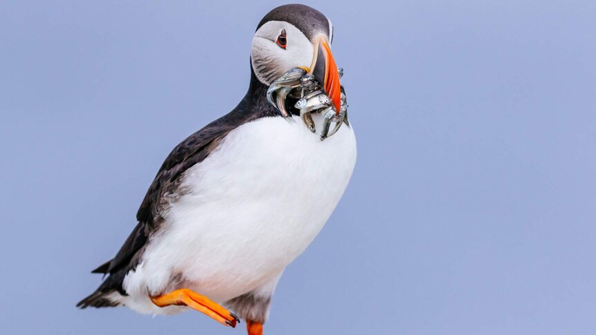 A puffin feeding on small fish