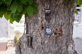 Four mobile phones in various states of disrepair are pieced by rusty nails to the trunk of a tree