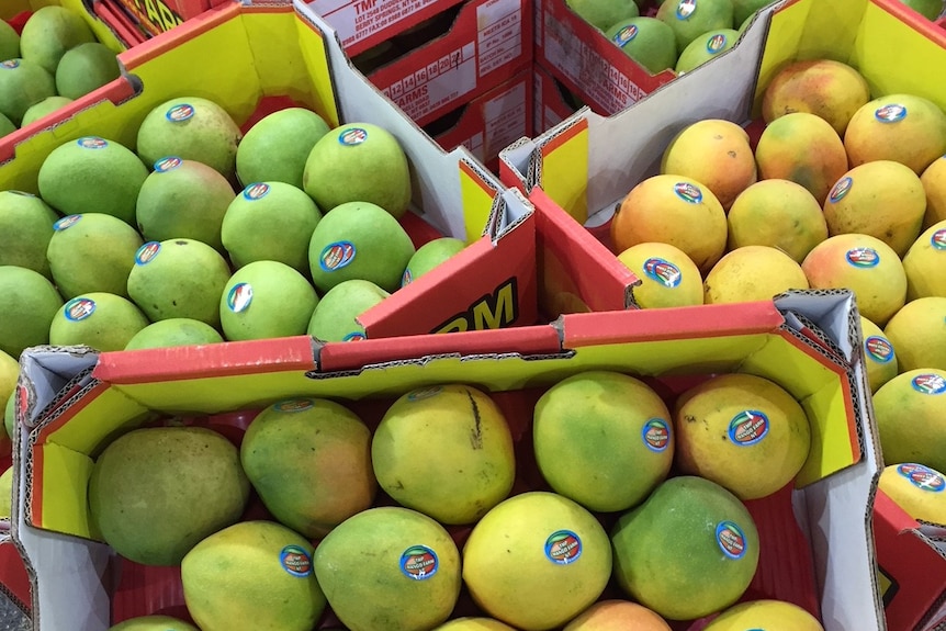 Kensington Pride mangoes from Darwin