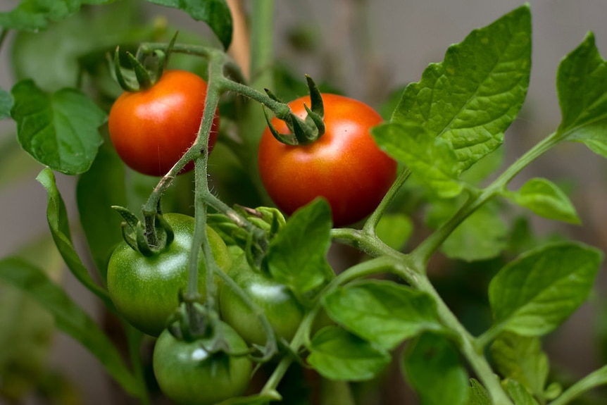 Tomatoes both green and red sit on a vine.