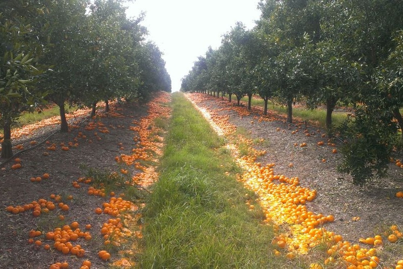 Mandarins left to rot