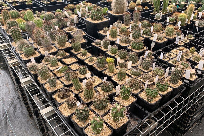 An array of small cacti native to Chile 