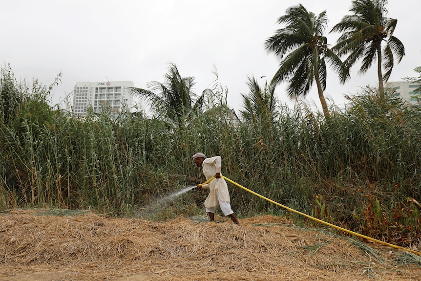 A South Asian man in white overalls holds a garden hose while watering tall plants with city buildings behind them