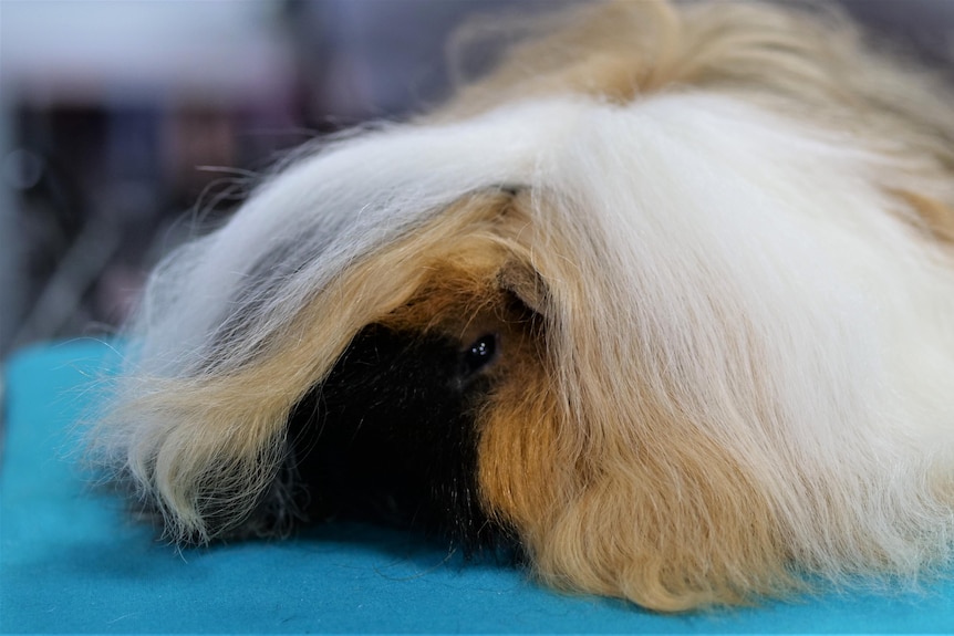 A long haired multicoloured guinea pig