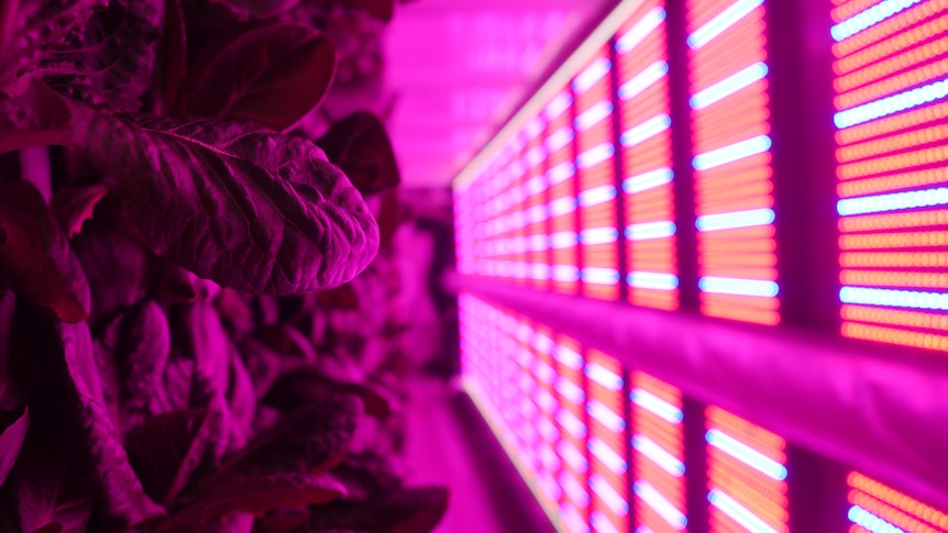 Leafy greens on left growing vertically with red and blue LED lights opposite in a shipping container