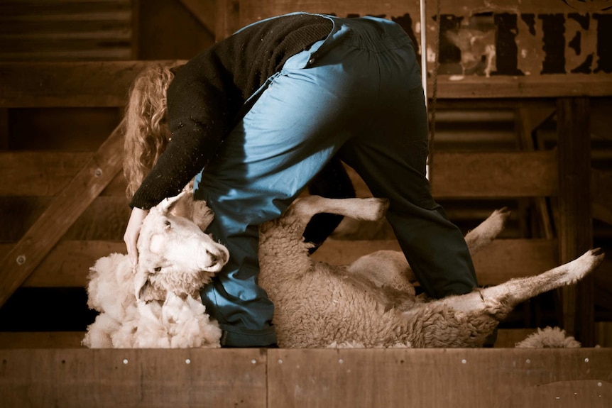 A shearer in blue overalls bends over a sheep, which is looking at the camera.