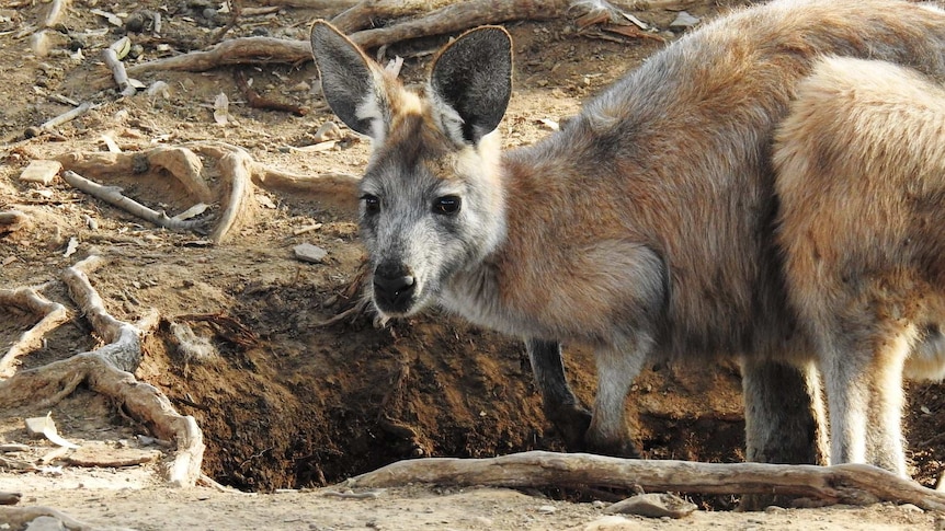 kangaroo peaking up from a hole from which it is drinking water