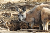 kangaroo peaking up from a hole from which it is drinking water