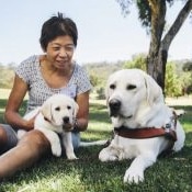 Woman sits on the grass beside a guide dog with a Labrador puppy on her lap