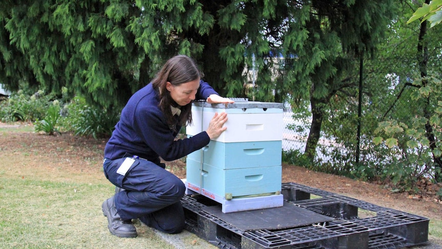 A woman in a blue uniform kneeling down and looking at a wooden beehive