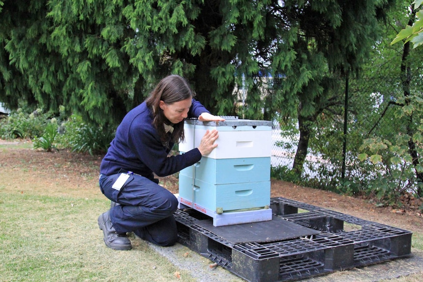 A woman in a blue uniform kneeling down and looking at a wooden beehive