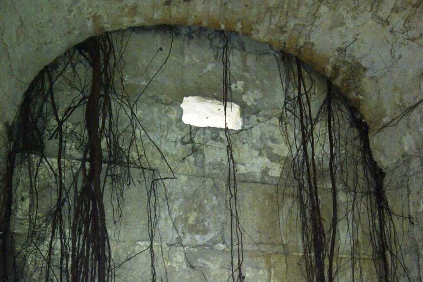 Tree roots poking through a building's interior