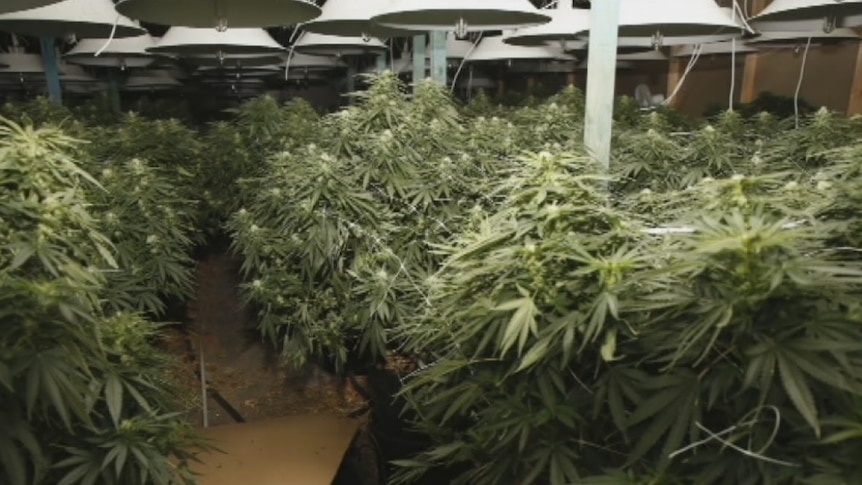 Cannabis plants seized in largest NSW haul