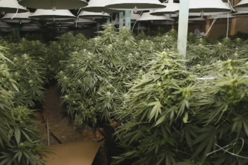 Cannabis plants seized in largest NSW haul