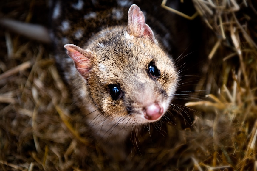 small eastern quoll looks up at camera