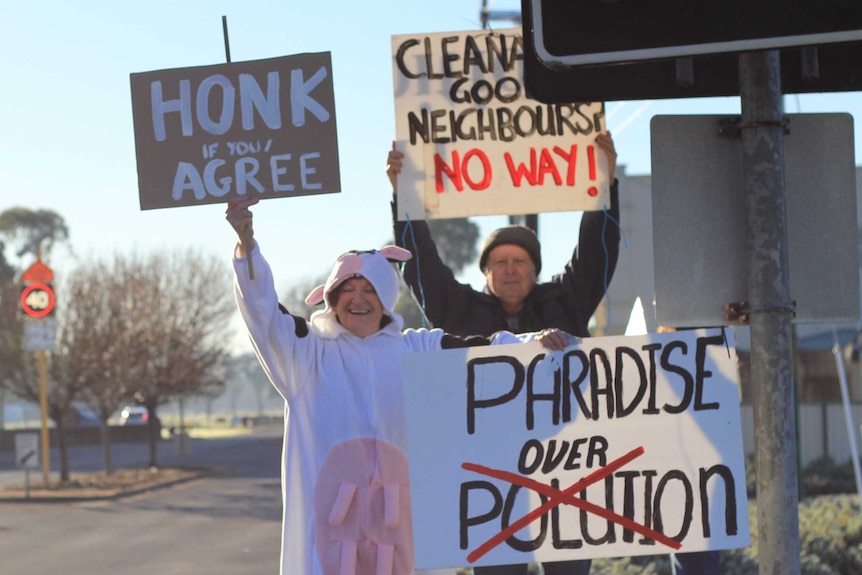 A woman in a cow suit holds signs in Dardanup, Western Australia saying 'paradise over polution' and honk if you agree