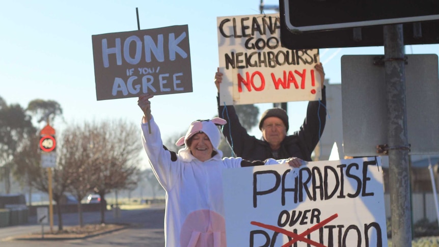 A woman in a cow suit holds signs in Dardanup, Western Australia saying 'paradise over polution' and honk if you agree