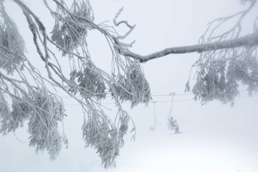 A skier dangles from a chairlift, framed through the branches of a frozen tree.