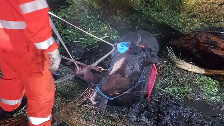 A horse stuck in mud up to its neck