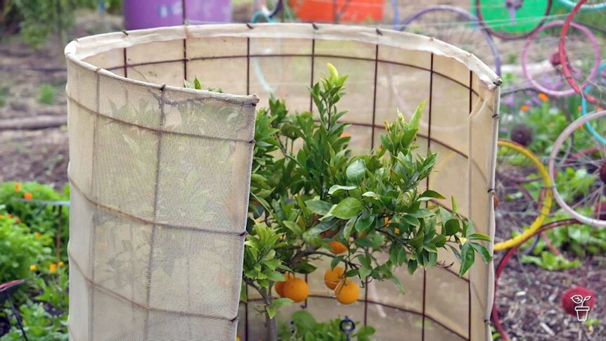 A metal frame with a material cover around a citrus tree in a garden.