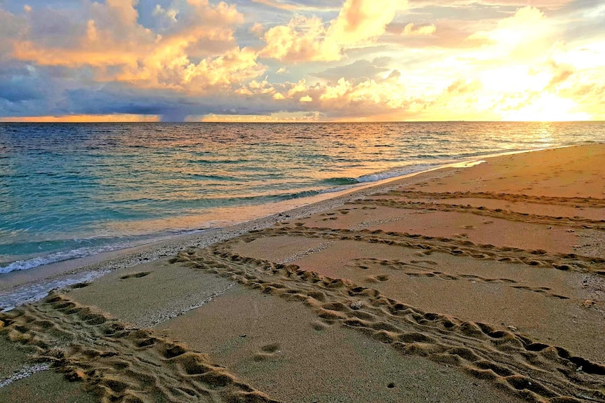 Turtle tracks in the sand with ocean and sunset in the background.