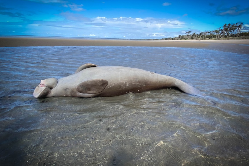 A dead dugong lies belly up in shallow water