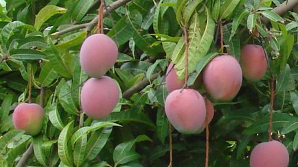 Pinkish mangoes on tree