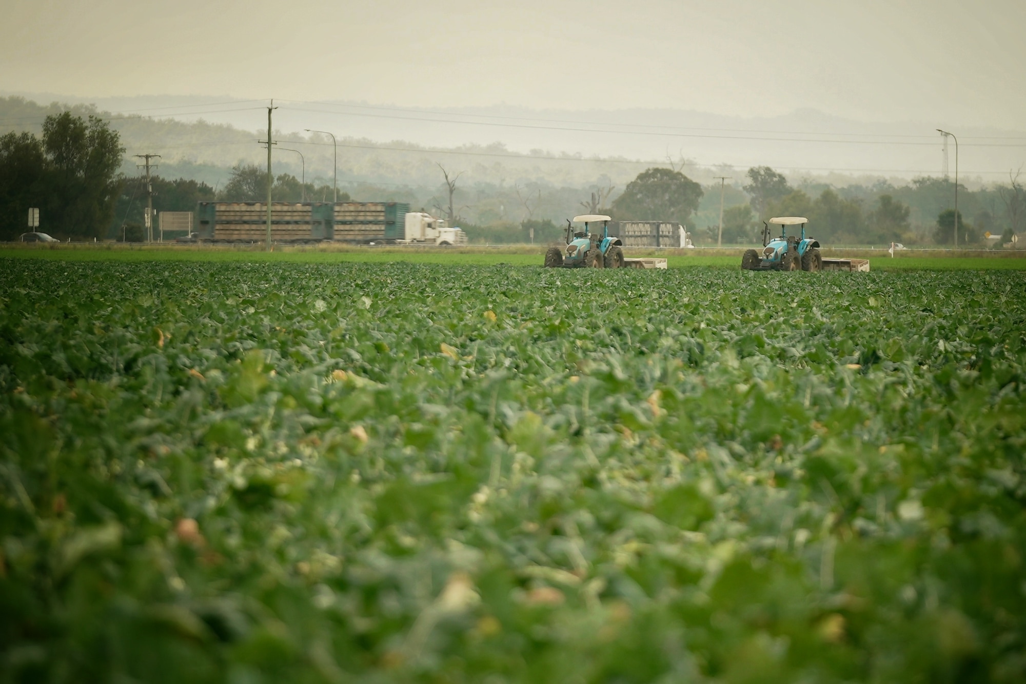 Green field with tractors