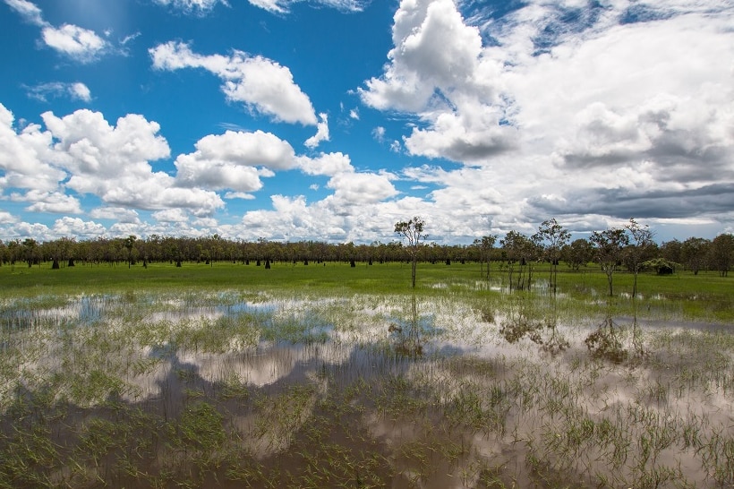 Archer River flood plain with bright green grasses inundated by water under a blue sky