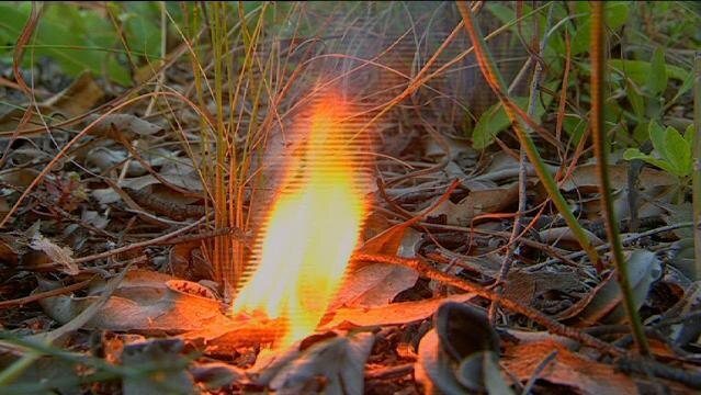 Small flame burns in leaves on ground