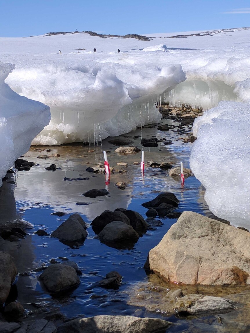 Research paddles placed in water near ice with penguins in the distance.
