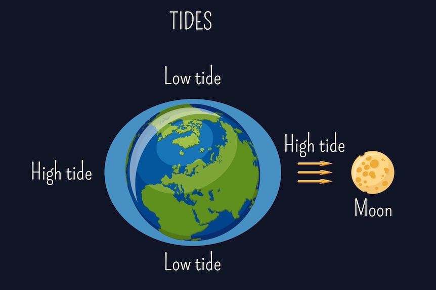 A diagram showing how the Moon's gravitational force on Earth's seacoast water level causes low and high tides.