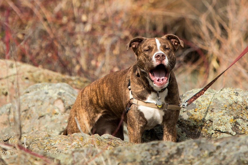 A brown and white pitt bull stands among rocks, barking towards the camera