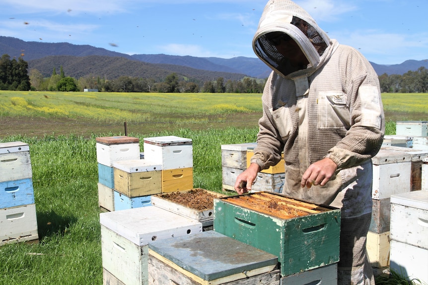 A man in a bee suit opens up a bee box.