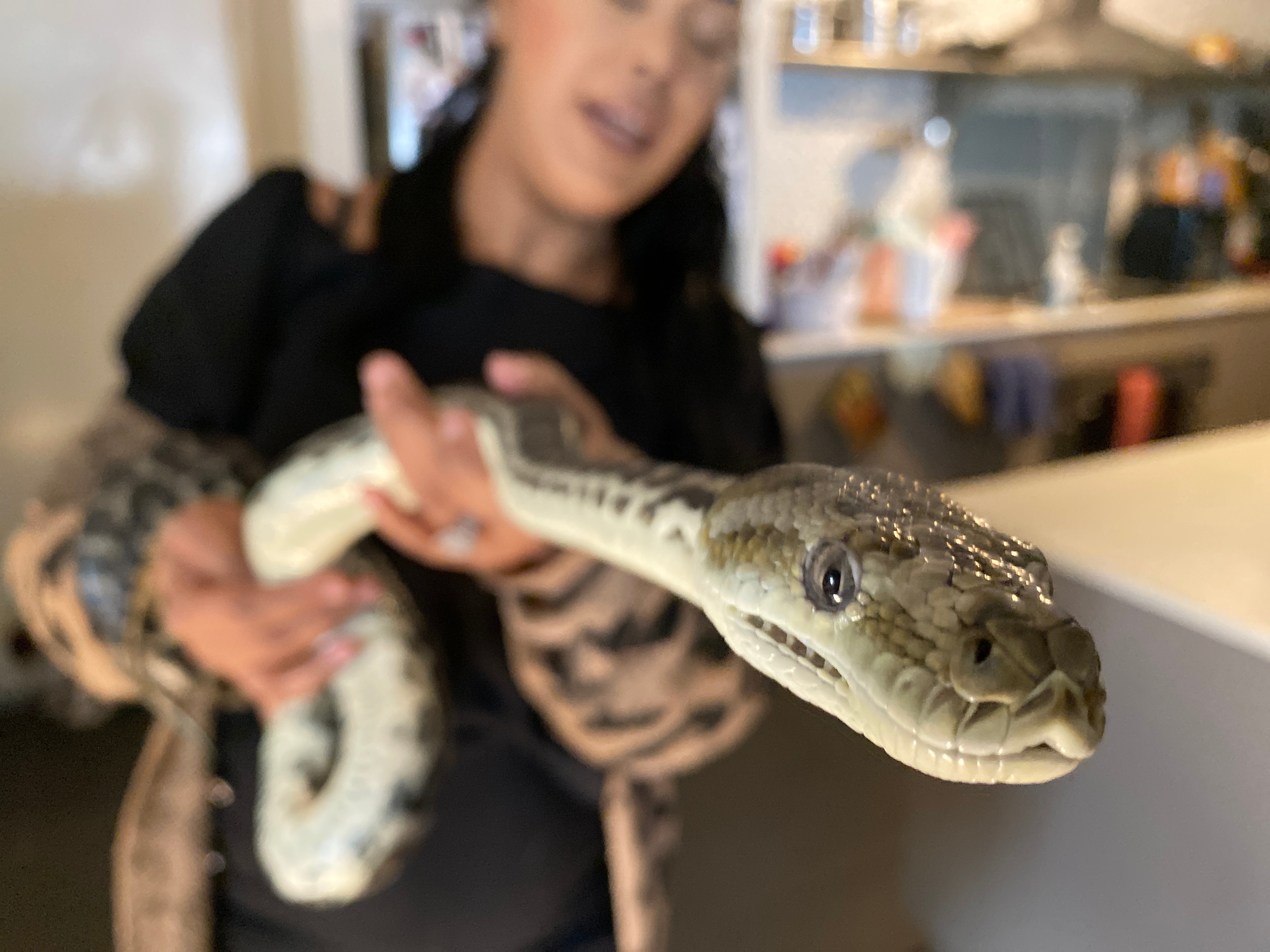 close up of carpet python 