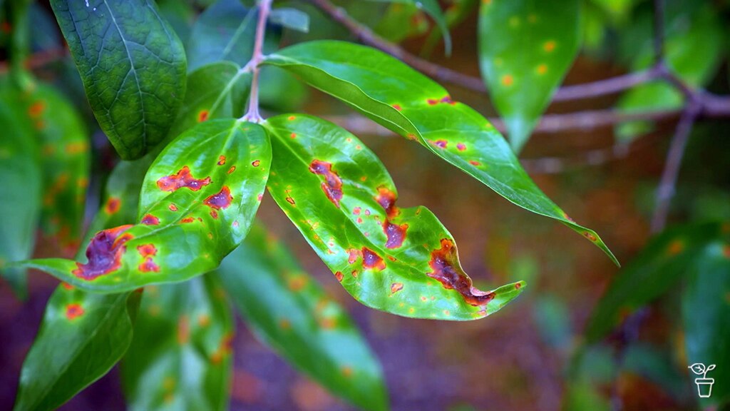 Myrtle Rust - Gardening Australia