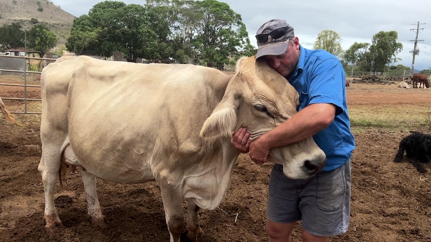 A farmer in a blue shirt and shorts cuddles a cow around its head