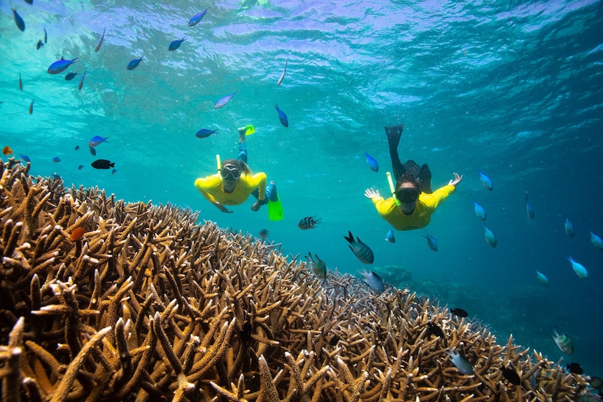 Two snorkelers swimming above coral