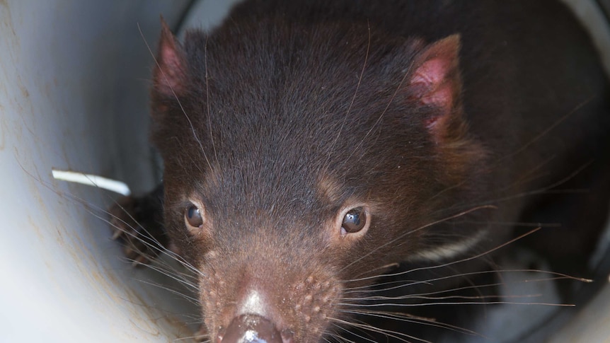 A Tasmanian devil in a transportation tube