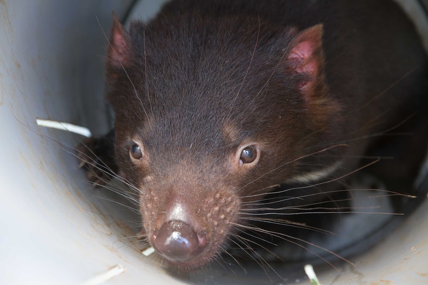 A Tasmanian devil in a transportation tube