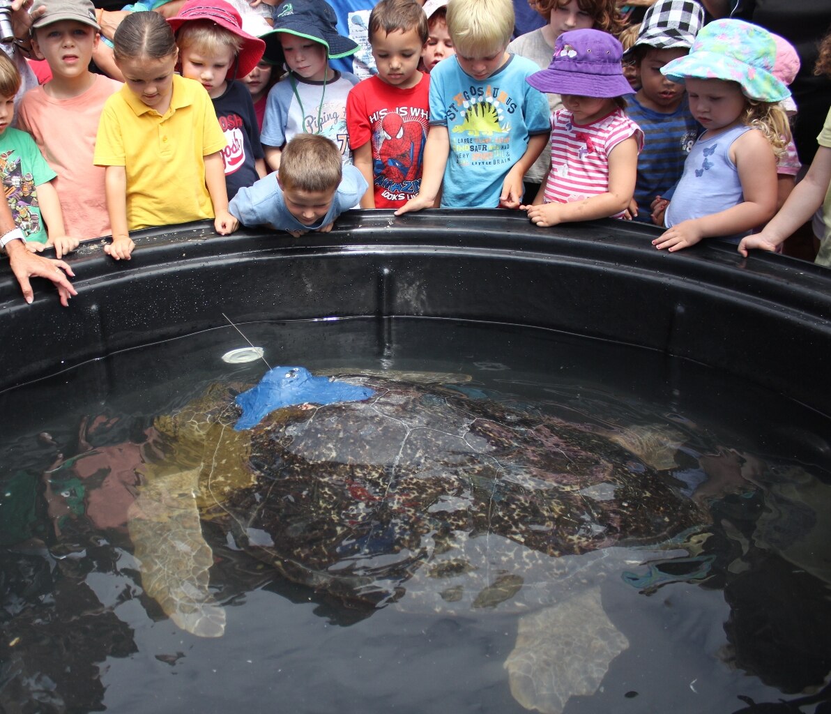 Turtle release success story as green sea turtles Izzy and Evie return ...