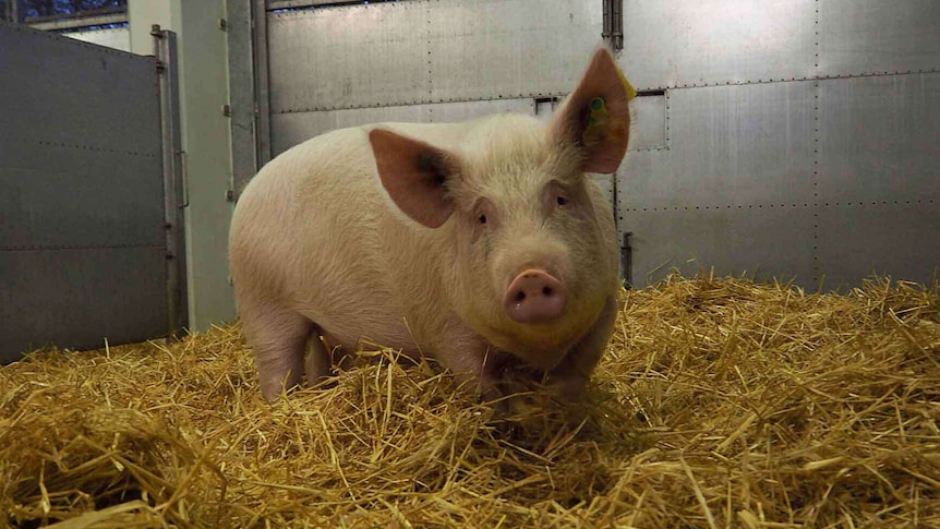 a pink pig standing in hay.