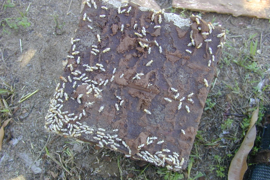 Termites on a square of timber.