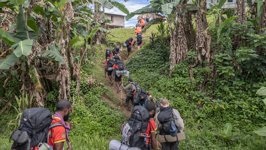 A group of people climb a small hill in a line, under banana trees.