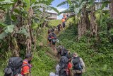 A group of people climb a small hill in a line, under banana trees.
